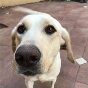 Meet your Posher, Sandy